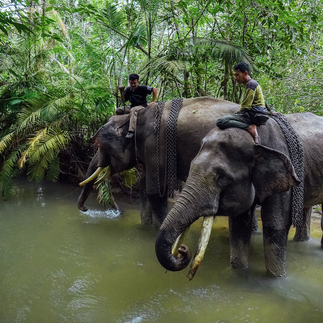 PATROL ELEPHANT CAMPS 