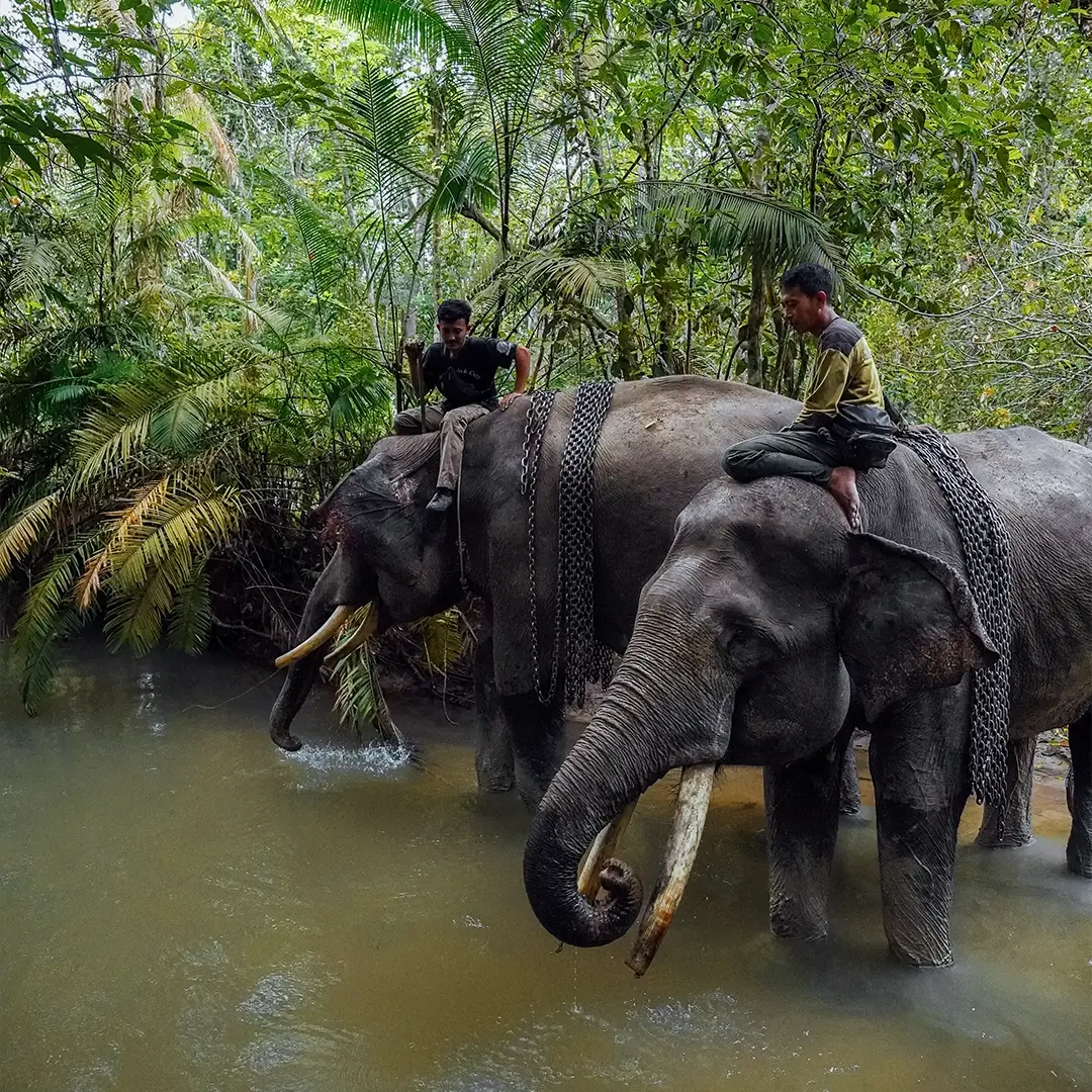 Discover elephant conservation from the people who care for them.