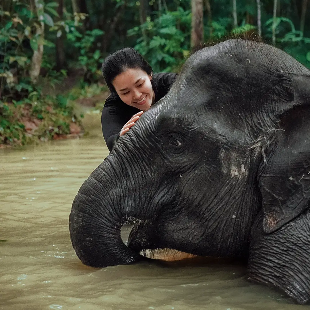 Join the forest river bath and help their bathing routine with the mahouts.
