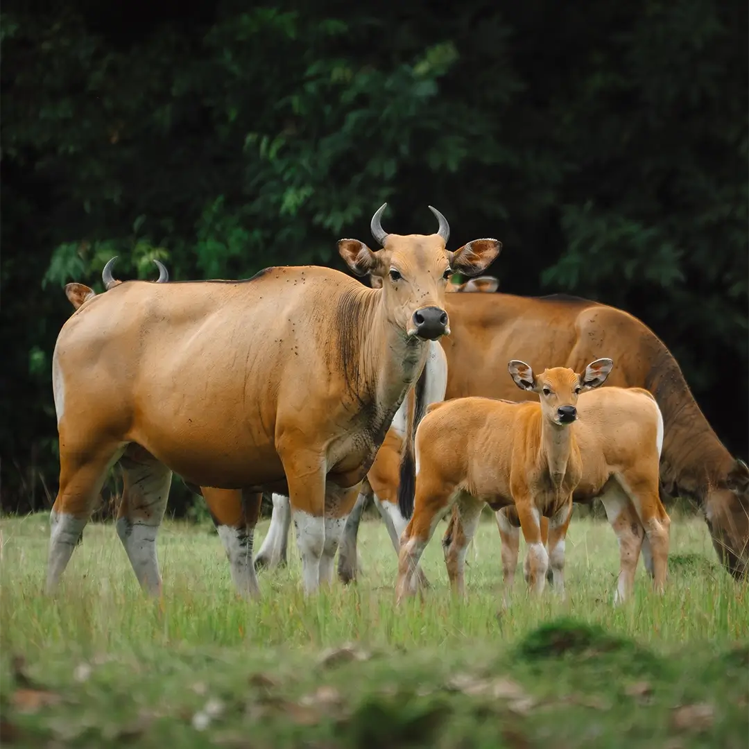 Spot wildlife like Javan banteng and the others.