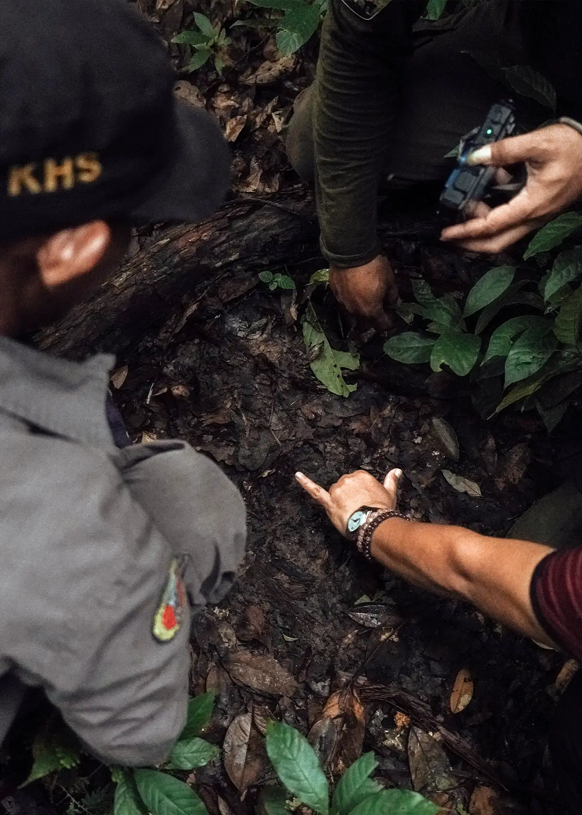 Identify animal tracks and movements like a ranger.