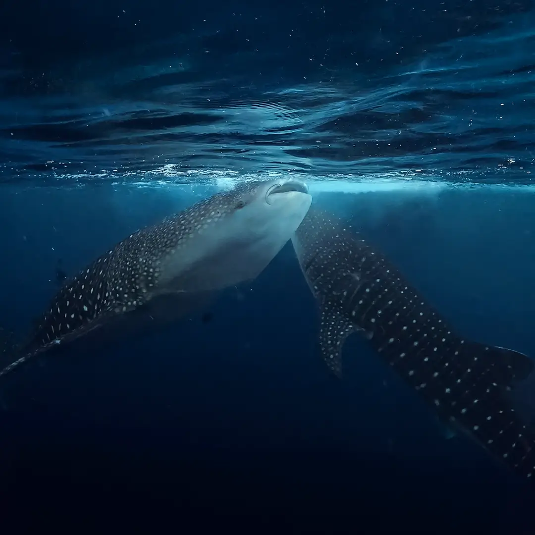 Swim ethically with gentle giants in open ocean at sunrise.